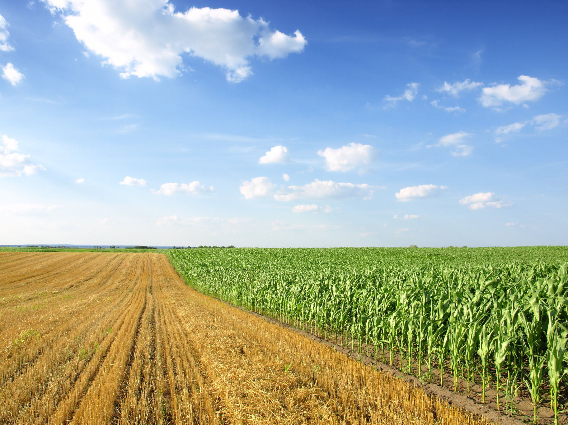 corn field